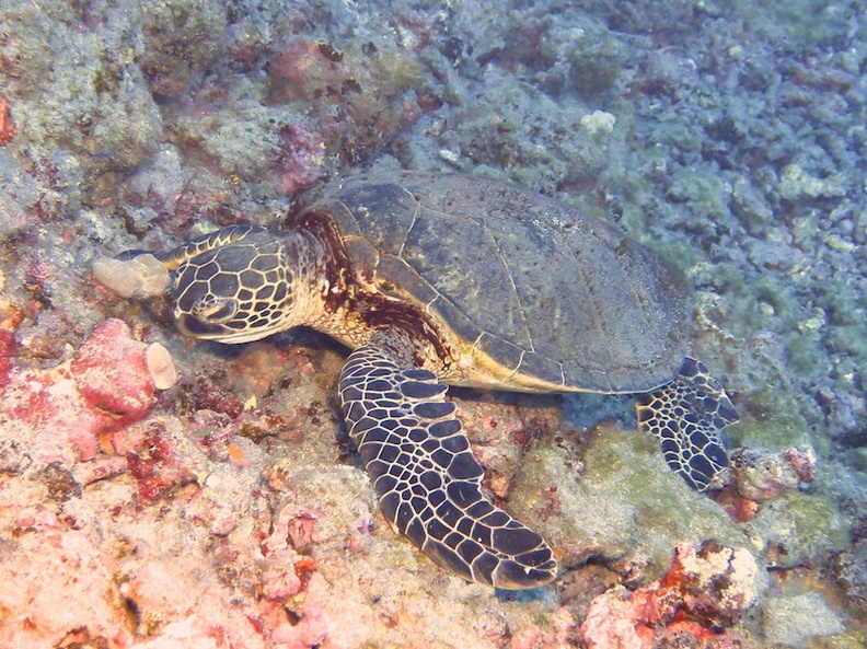 16 Green Sea Turtle IMG_2285.jpg